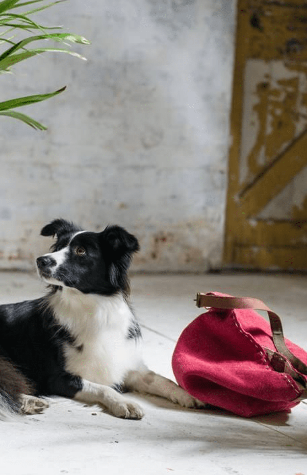 A border collie laying down next to the egyptian red jute bag, with matching colours as the black and white stitching on the bag.